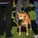 Dogs Need to Walk Too - Dayton Photographer Alex Sablan