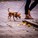 Hudson River Walk Chihuahua - Dayton Photographer Alex Sablan