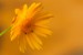Washed in Gold by Alex Sablan taken at Wegerzyn Gardens MetroPark