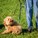 Dogs Need to Walk Too - Dayton Photographer Alex Sablan