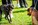 Dogs Need to Walk Too - Dayton Photographer Alex Sablan