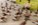 Slow Shutter Speed as a Hindrance