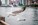 Roosevelt Island Gulls